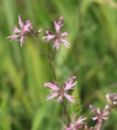 /album/my-local-birding-gallery/ragged-robin-ossett-jpg/